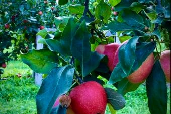 Apple Picking in Durham Region: Best 8 Orchards for Fall Family Fun