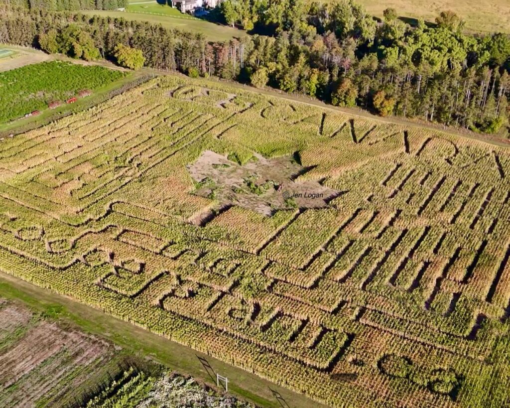  Arial View of the 10 acres corn maze at Coopers Farm CSA wuth a maple leaf and their website carved into the field!