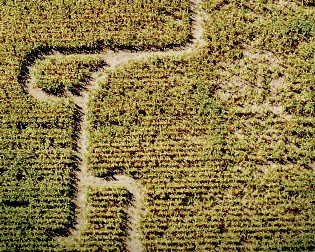 Arial View of the 40 acres corn maze at Applewood Farm and winery North of Port