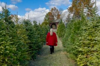 The Ultimate Guide to Christmas Tree Farms in Durham Region 2025