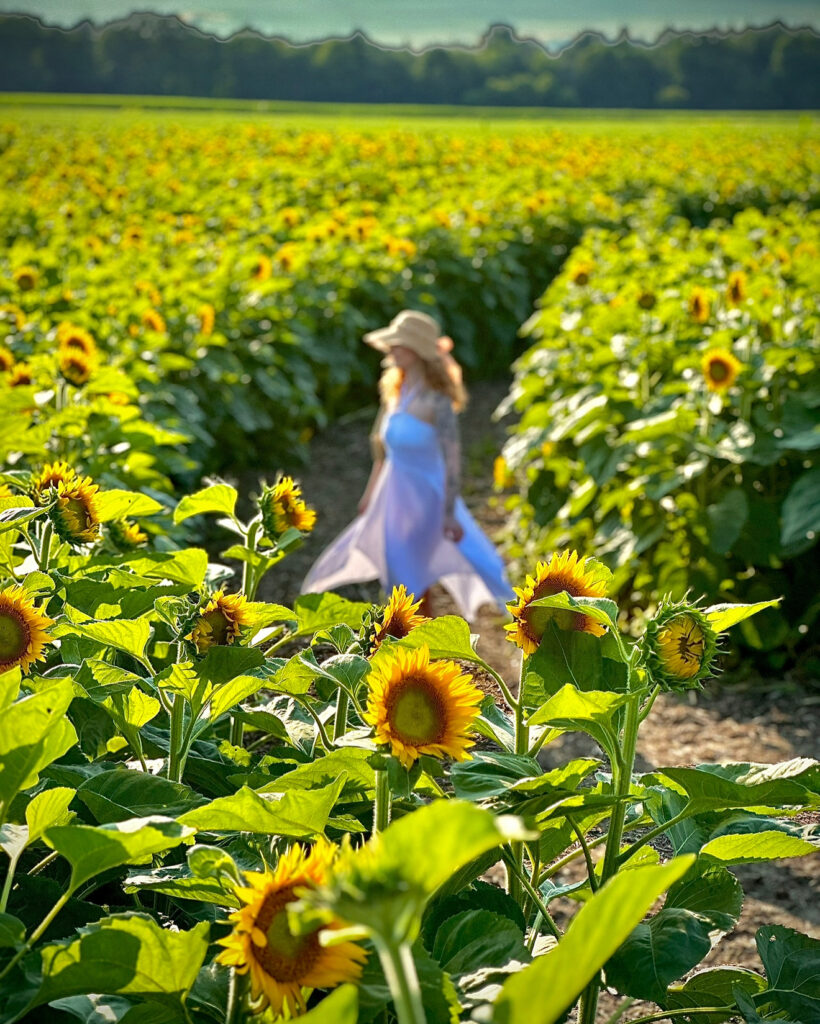 Girl wearing a flowy white dress and wide brimmed taupe hat walking down a path in the middle of a sunflower field at Bragg Farms in Bowmanville
