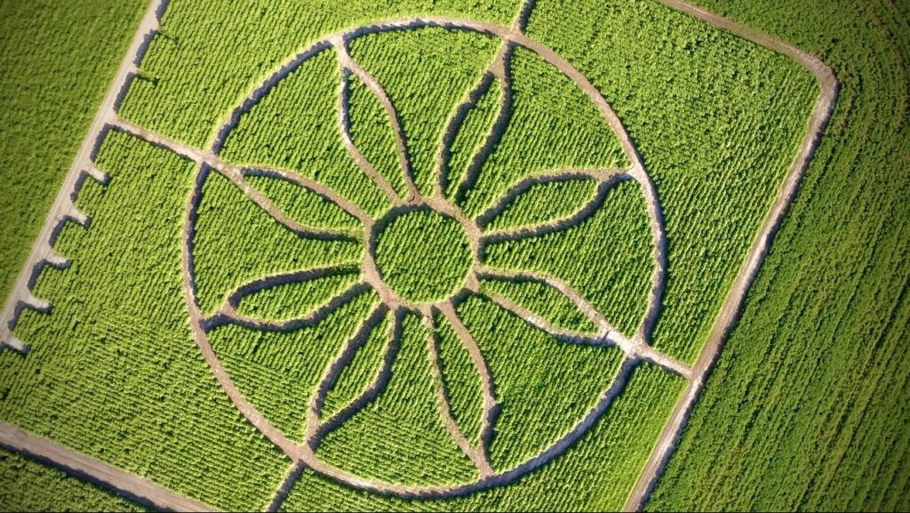 An arial view of the Sunflower Design cut into in the Sunflower fields at Bragg Farms in Whitby